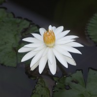 Nymphaea pubescens Willd.